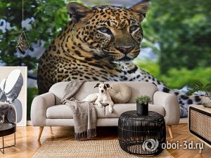 3D Фотообои «Отдыхающий леопард»