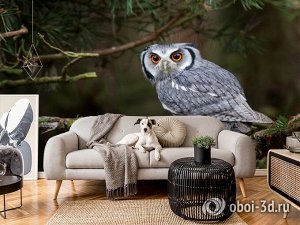 3D Фотообои «Симпатичная сова»