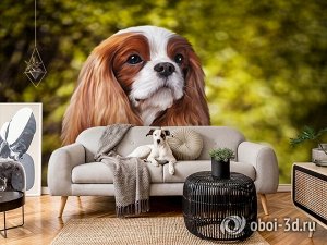 3D Фотообои «Длинноухая собачка»