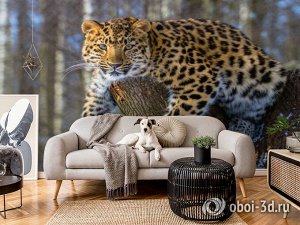 3D Фотообои «Амурский леопард»