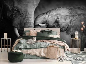 3D Фотообои  «Слоны»
