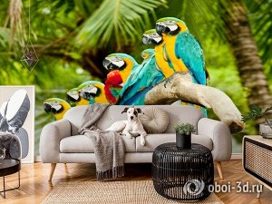 3D Фотообои  «Попугаи»