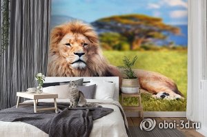 3D Фотообои  «Лев»
