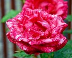 Роза чайно-гибридная Пинк Интуишн (Pink Intuition Hybrid)