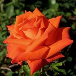 Роза Моника чайно-гибридная