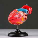 Макет &quot;Сердце человека&quot; 14*10см