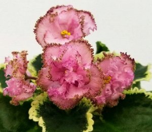 Фиалка Нарядные очень крупные розовые махровые цветы с фуксиевой каймой напылением по краю лепестка. Пестролистник со слегка волнистыми листьями.