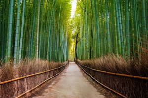 Фотообои Бамбуковый лес