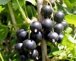 Смородина черная Ядреная