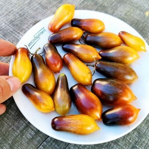 Помидоры Индиго Кумкват — Indigo Kumquat Tomato