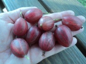 Саженцы крыжовника ксения