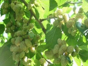 САЖЕНЦЫ ШЕЛКОВИЦЫ БЕЛАЯ МЕДОВАЯ