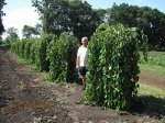 Шелковица Плакучая