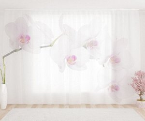 Фототюль Чистая орхидея на белом фоне