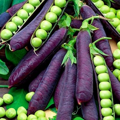 Распродажа луковичных и семян! Количество ограничено ...