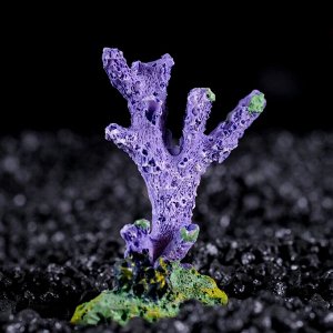 Декоративный коралл "Синулярия мини", 6 х 3,5 х 8,5 см, микс видов