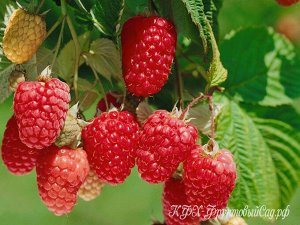 Химба Топ Самая привлекательная черта Химбо Топ — его крупные ягоды. Каждая ягода ярко-красного, не склонного к потемнению цвета, способна легко отделяться от плодоножки. Вес ягод — от 5 до 8-10 г, дл