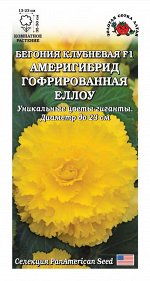Ком: Бегония Америгибрид Еллоу /Сотка/ 5шт/ гофрир. h-50см d-23см PanAm