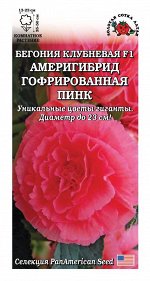 Ком: Бегония Америгибрид Пинк /Сотка/ 5шт/ гофрир. h-50см d-23см PanAm