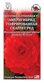 Ком: Бегония Америгибрид Скарлет Ред /Сотка/ 5шт/ гофрир. h-50см d-23см PanAm