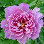 ПИОН Pink Double молочноцветковый