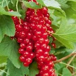 Смородина красная Валенсия