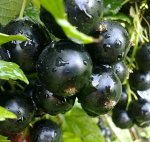Смородина черная Лучия