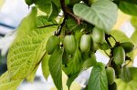 Декоративные лиственные растения