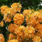 Рододендрон листопадный  Golden Lights