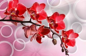 3D Ковер «Красная орхидея с кольцами»