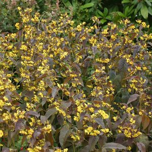 Вербейник (Lysimachia) Файркрекер, I