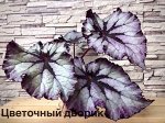 Бегония DS - Паутинка