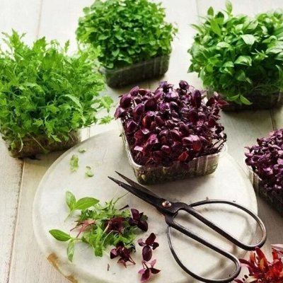 Cемена для дачи и для подоконника. Семена зелени и пряных трав, Кашпо и ...