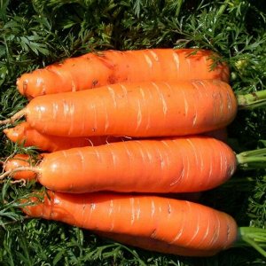 Семена Tim/морковь Нантская 4 средняя 2г