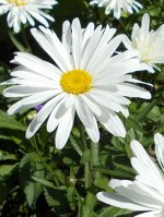 Нивяник Амелия 0,2г (ромашка) Г