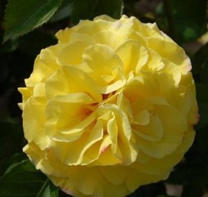 Роза Люсия гранд. (1) туба