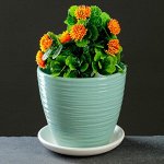 Шорвель бирюзовый крокус №1 0,7л