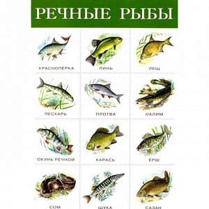 Плакат Речные рыбы 2165