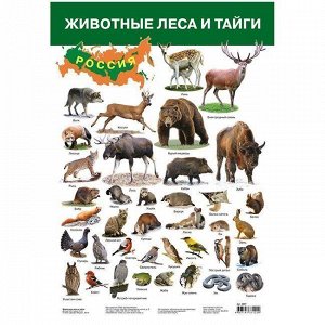 Плакат Животные России-2 Красная книга 2987