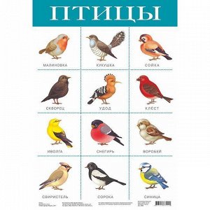 Плакат Птицы 2088