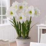 Амариллис Кристмас Гифт, 24/26