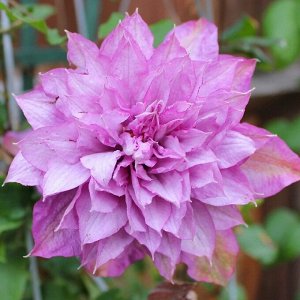 Clematis Proteus корень в грунте