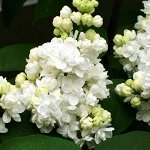 Сирень обыкновенная Мадам Лемуан