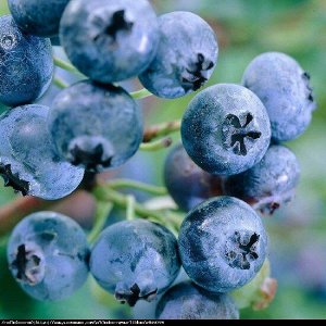 Голубика Эрлиблю | Кусты. Лиственные растения с открытой корневой системой