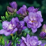 Фрезия BLUE