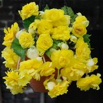 Бегония Йеллоу 4/5 (2шт/30уп)