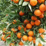 Цветочная — красота для души
