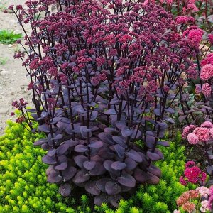 Очиток Sedum Sunsparkler® Blue Pearl