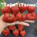 Клубника Talia, 5 шт.