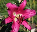 Lilium Аdelante